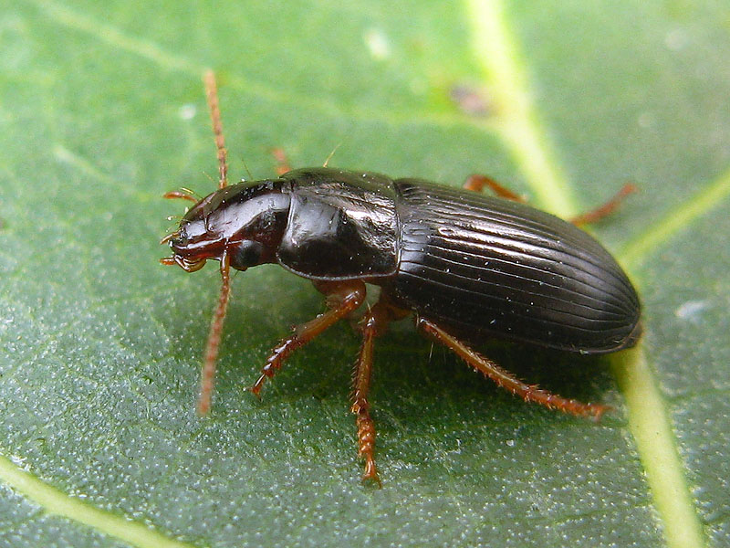 Carabidae: Harpalus luteicornis